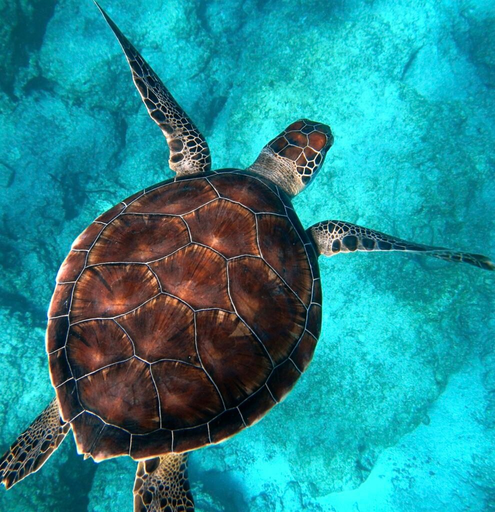 Green sea turtle swimming gracefully through clear blue tropical ocean water above a colorful coral reef.