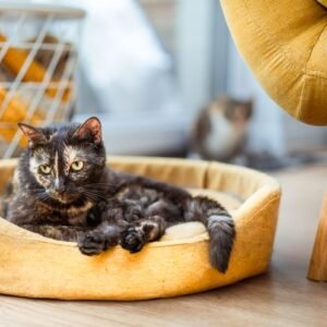 Orthopedic Extra Large Dog Bed