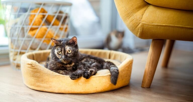 Orthopedic Extra Large Dog Bed