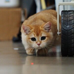 Interactive Cat Toys Laser