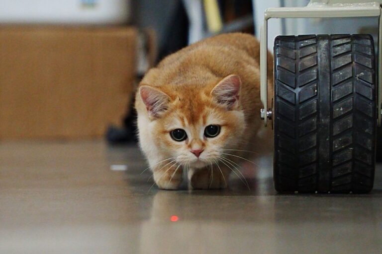Interactive Cat Toys Laser