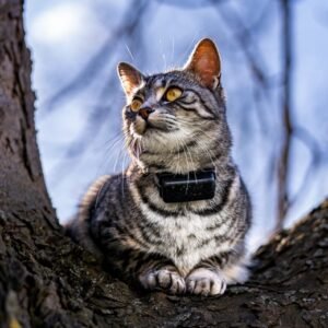 Premium Airtag Dog Collar