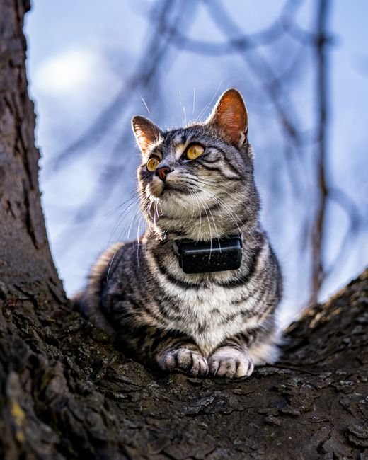 Premium Airtag Dog Collar