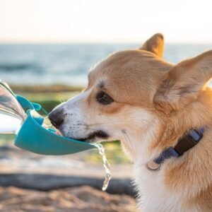 Dog Water Bottle Portable with Food Container