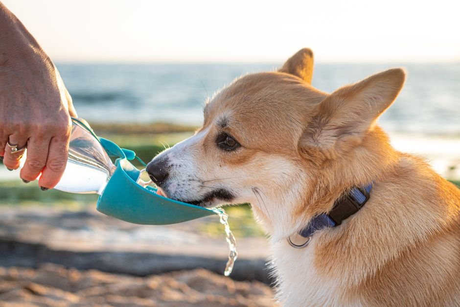 Dog Water Bottle Portable with Food Container