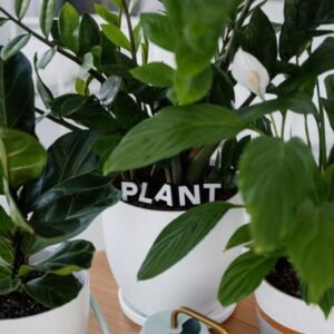 Self-Watering Planter