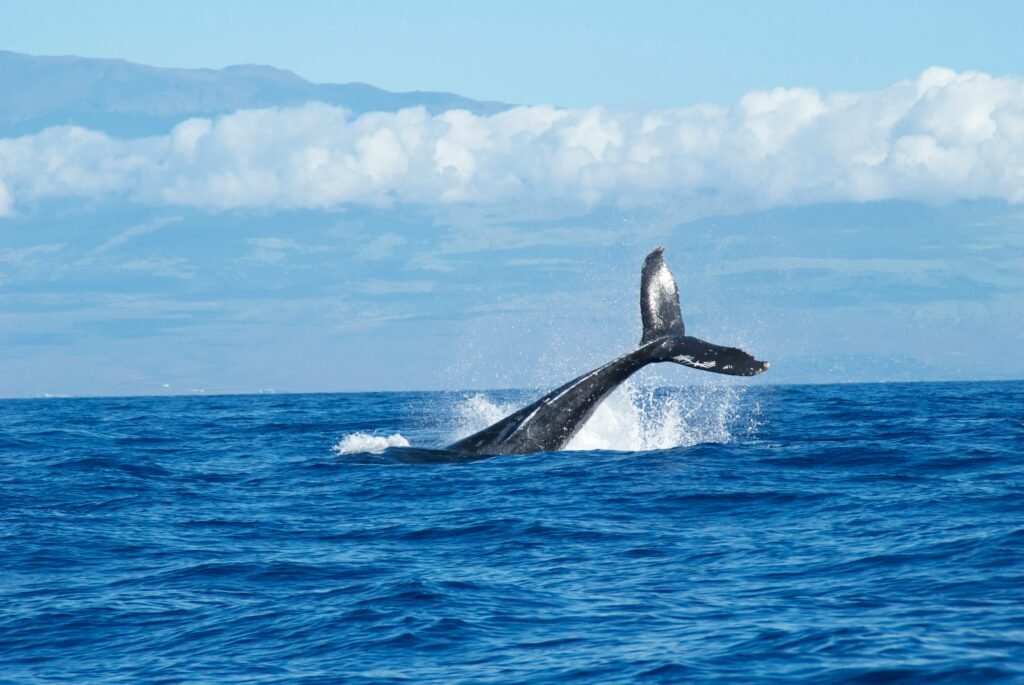 Whale raising its tail above the ocean surface before diving underwater. the healthof the ocean depends on reducing microplastic pollution