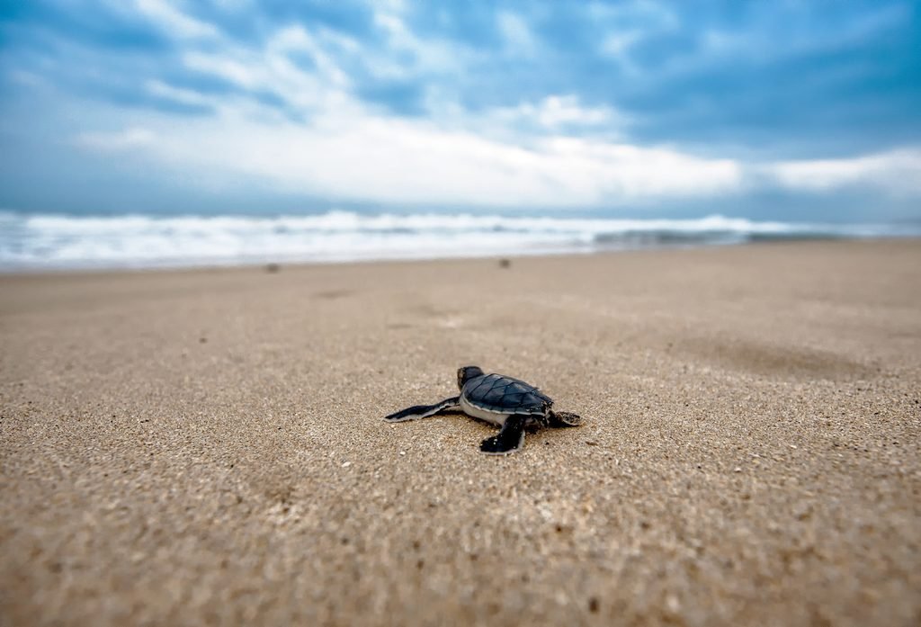 Baby sea turtle making its way toward the ocean across the sandy beach.