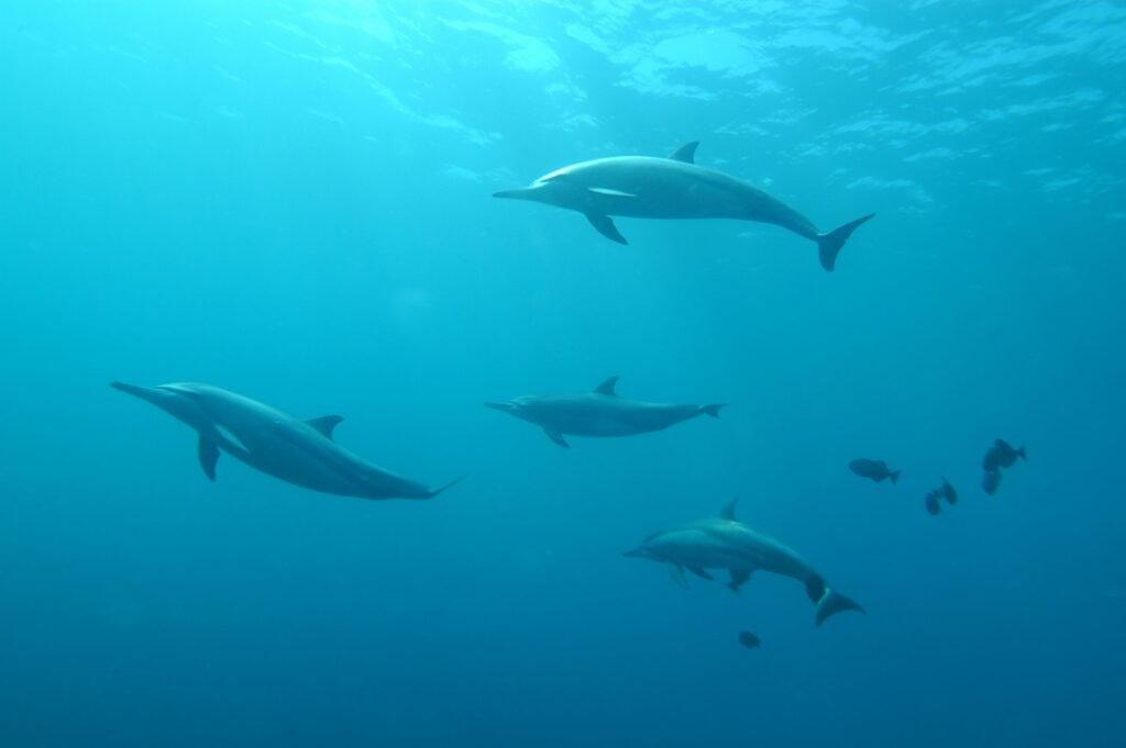 Dolphins swimming underwater through the ocean depend on us reducing microplastic pollution